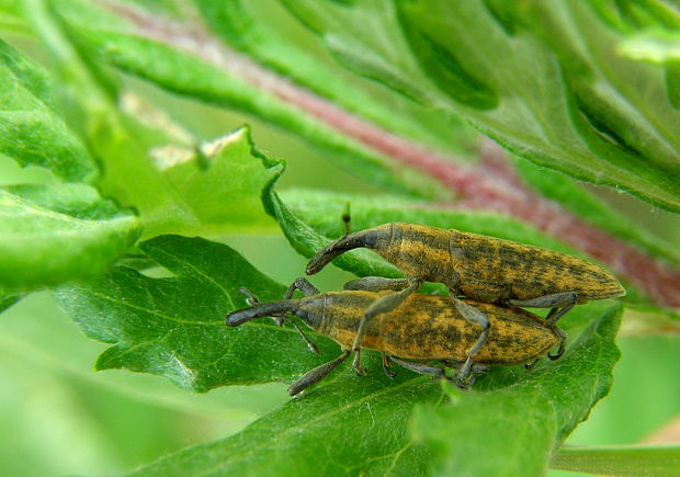 dlhánik Lixus fasciculatus.