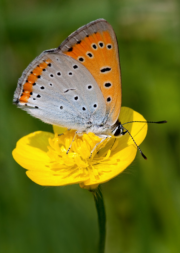 ohniváčik veľký Lycaena dispar