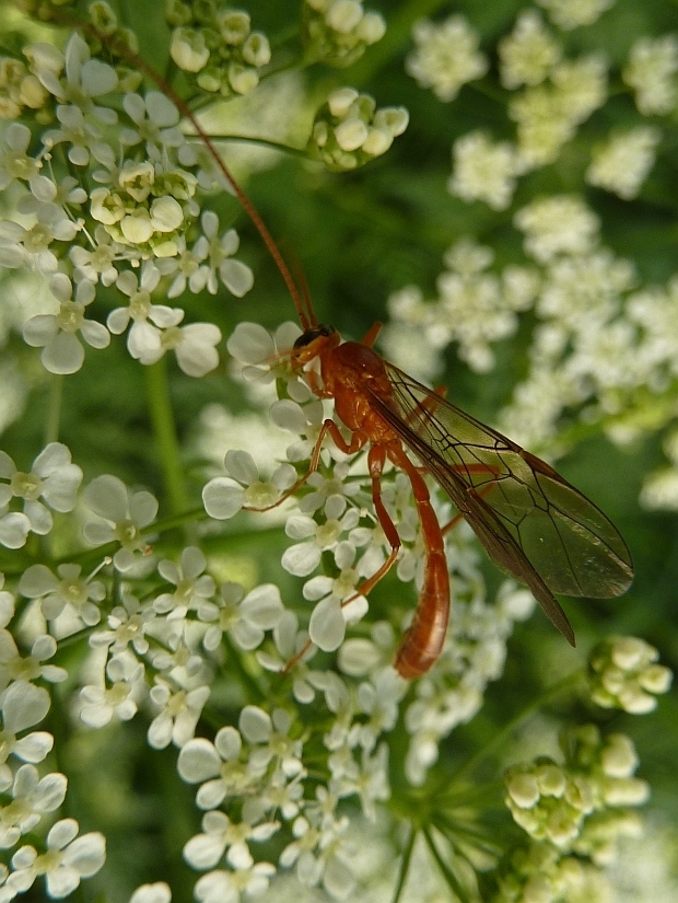 lumok žltý Ophion luteus L. 1758