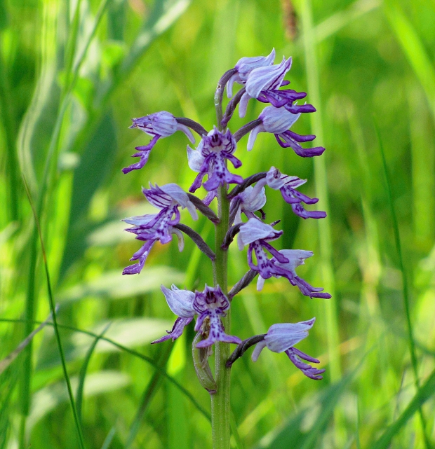 vstavač vojenský Orchis militaris L.