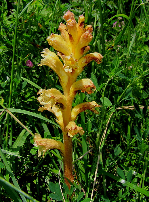 záraza žltá Orobanche lutea Baumg.