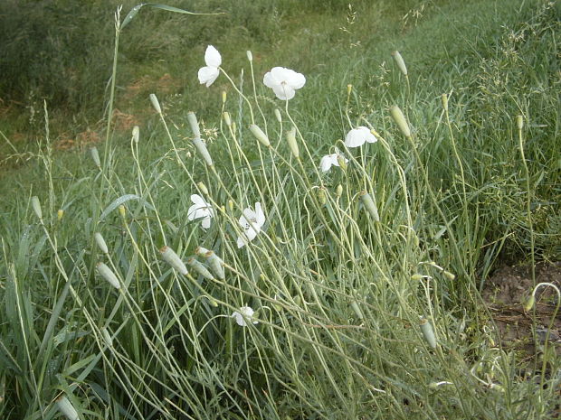 mak pochybný bielokvetý Papaver dubium subsp. dubium