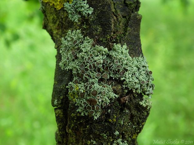 fyscia hviezdovitá Physcia stellaris (L.) Nyl.