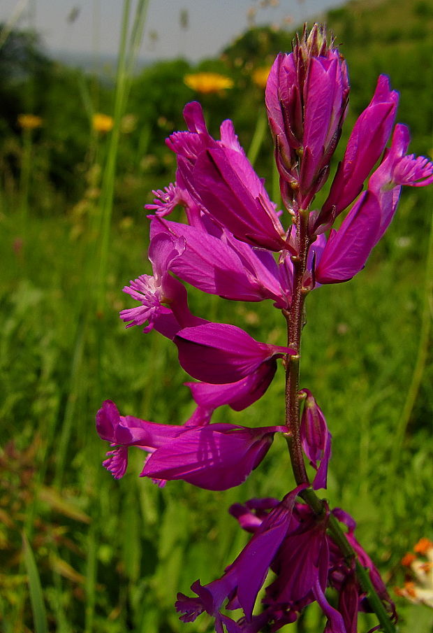 horčinka väčšia Polygala major Jacq.