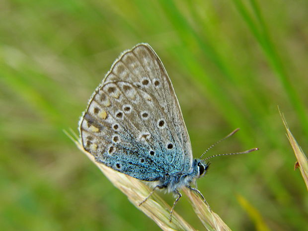 modráčik Polyommatu icarus.