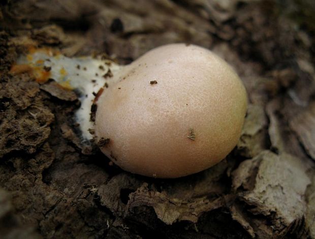 sieťnatka obyčajná Reticularia lycoperdon Bull.