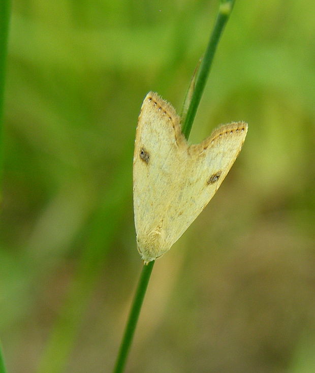 pamora trávová. Rivula sericealis