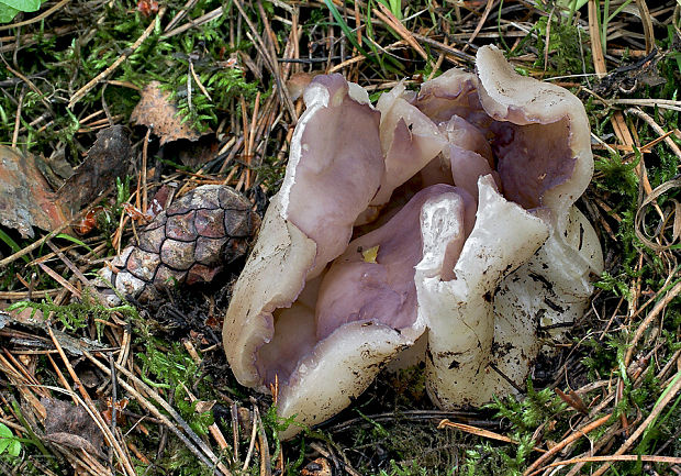 tulipánovka fialová Sarcosphaera coronaria (Jacq.) J. Schröt.