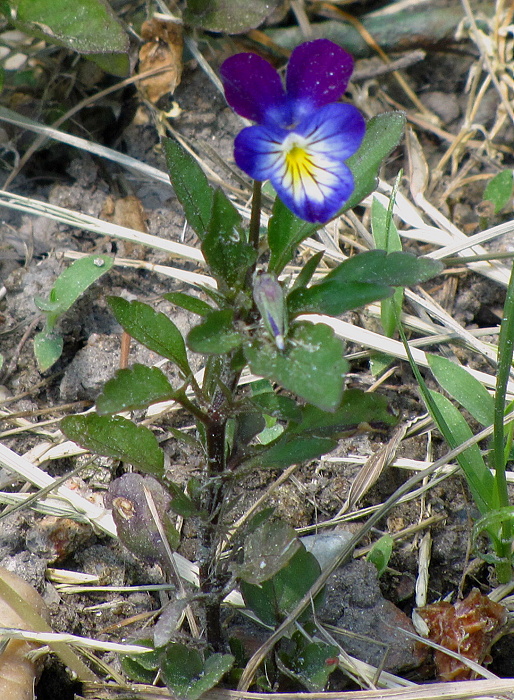 fialka Viola sp.