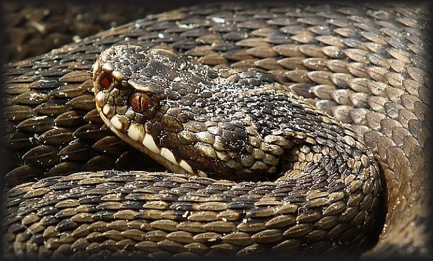 vretenica severná Vipera berus