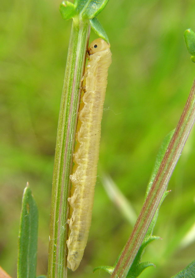 pilatka (Tenhredinidae)