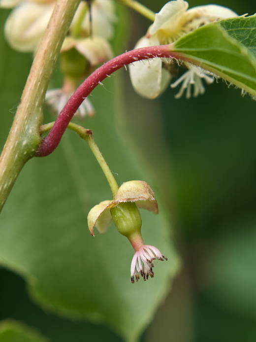 kiwi Actinidia deliciosa