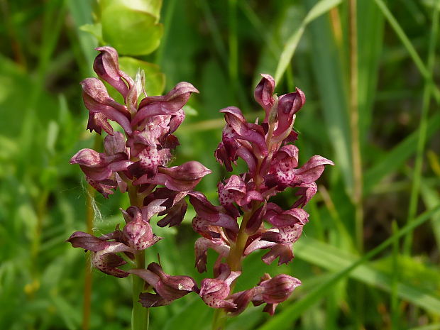 červenohlav ploštičný Anacamptis coriophora (L.) R. M. Bateman, A. M. Pringeon & M. W. Chase