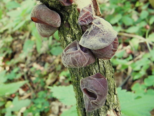 uchovec bazový Auricularia auricula-judae (Bull.) Quél.