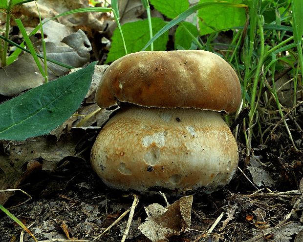 hríb dubový Boletus reticulatus Schaeff.