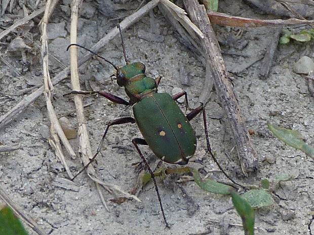 svižník poľný Cicindela campestris