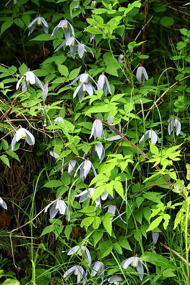 plamienok alpínsky Clematis alpina (L.) Mill.