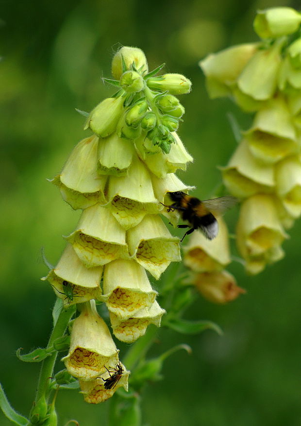 náprstník veľkokvetý Digitalis grandiflora Mill.