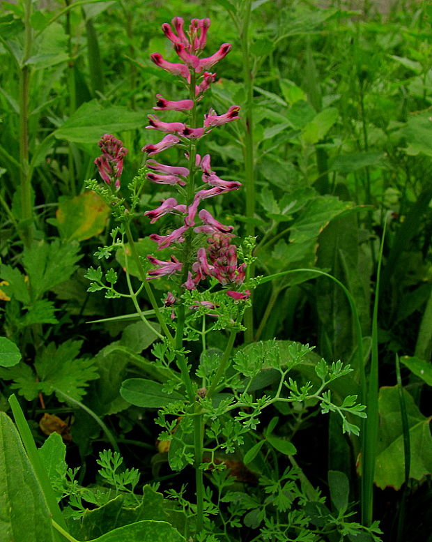 zemedym lekársky Fumaria officinalis L.