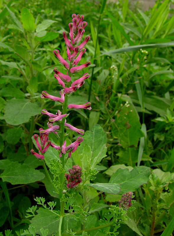 zemedym lekársky Fumaria officinalis L.