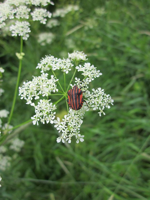 bzdocha pásavá Graphosoma lineatum