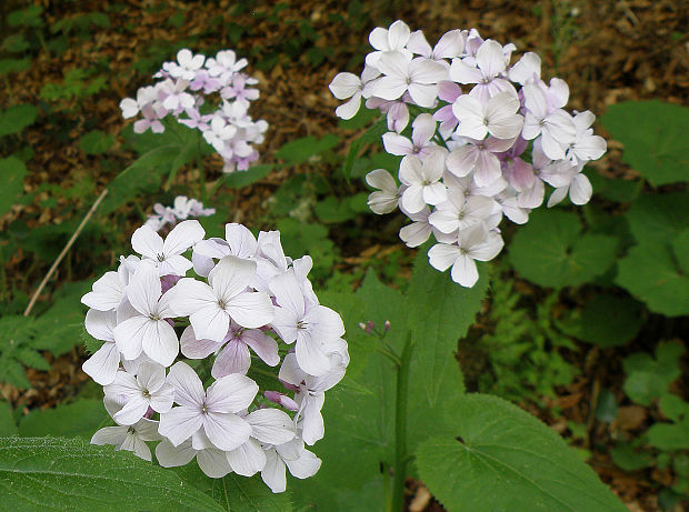 mesačnica trváca Lunaria rediviva L.