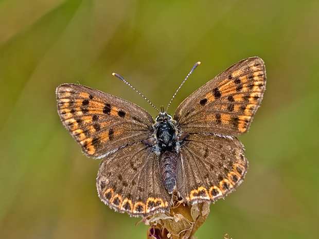 ohniváčik čiernoškvrnný  Lycaena tityrus