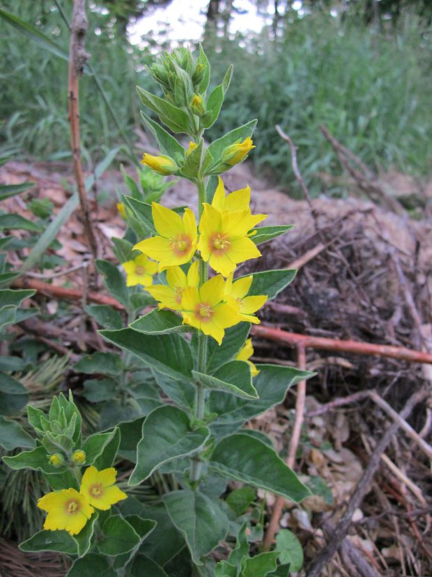 čerkáč bodkovaný Lysimachia punctata L.