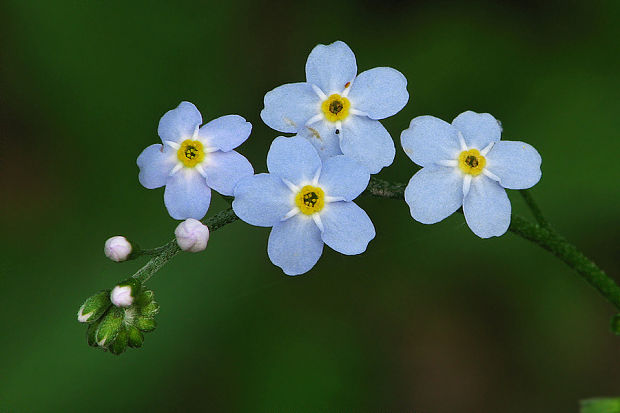 nezábudka lesná Myosotis sylvatica Ehrh. ex Hoffm.