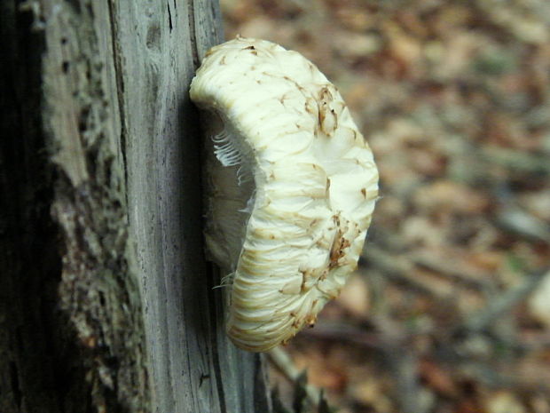 húževnatec šupinatý Neolentinus lepideus (Fr.) Redhead & Ginns