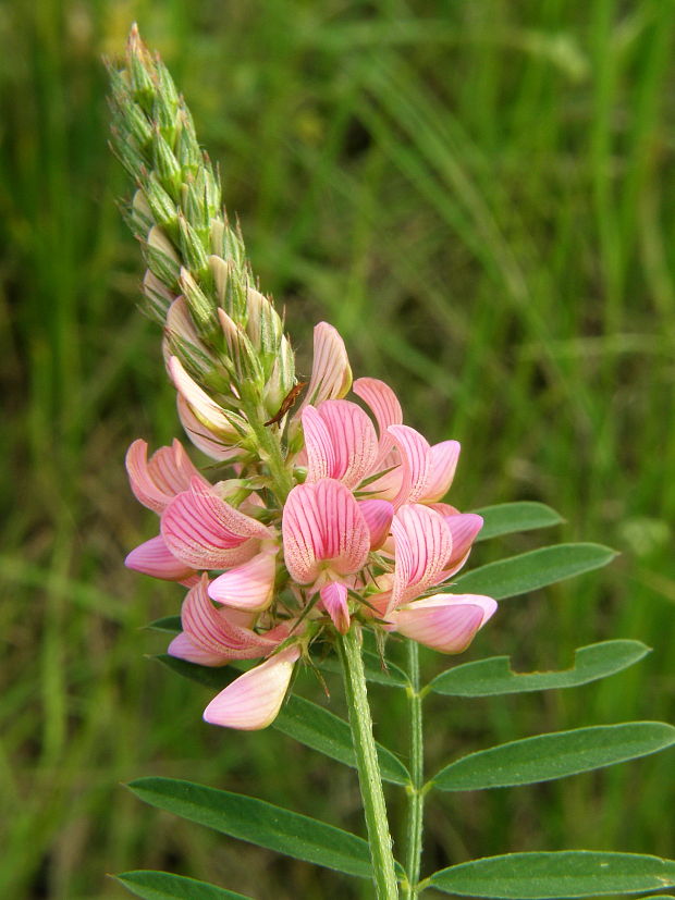 vičenec vikolistý Onobrychis viciifolia Scop.