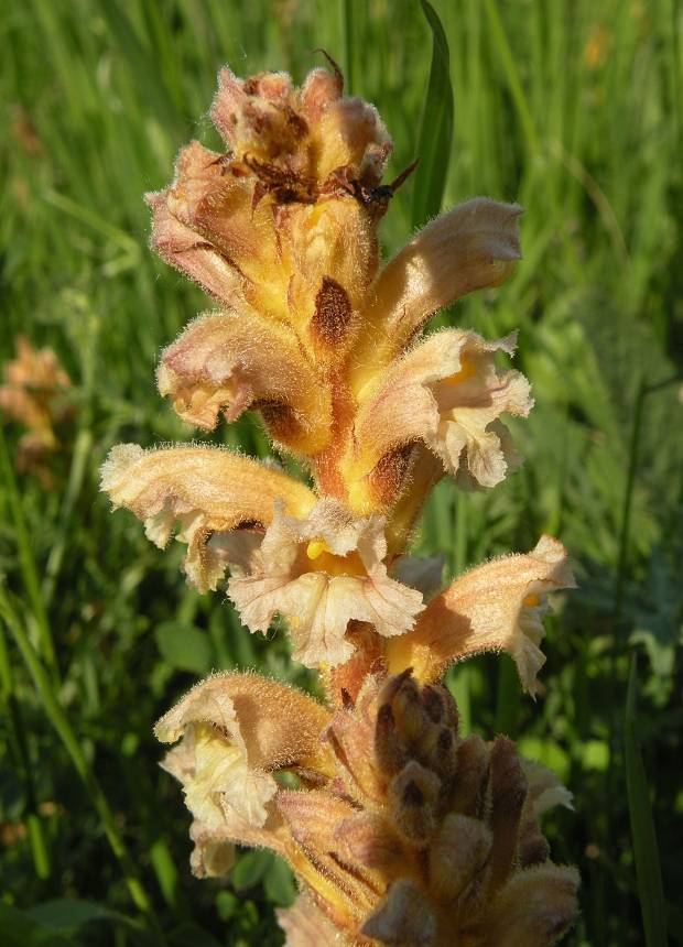 záraza žltá Orobanche lutea Baumg.