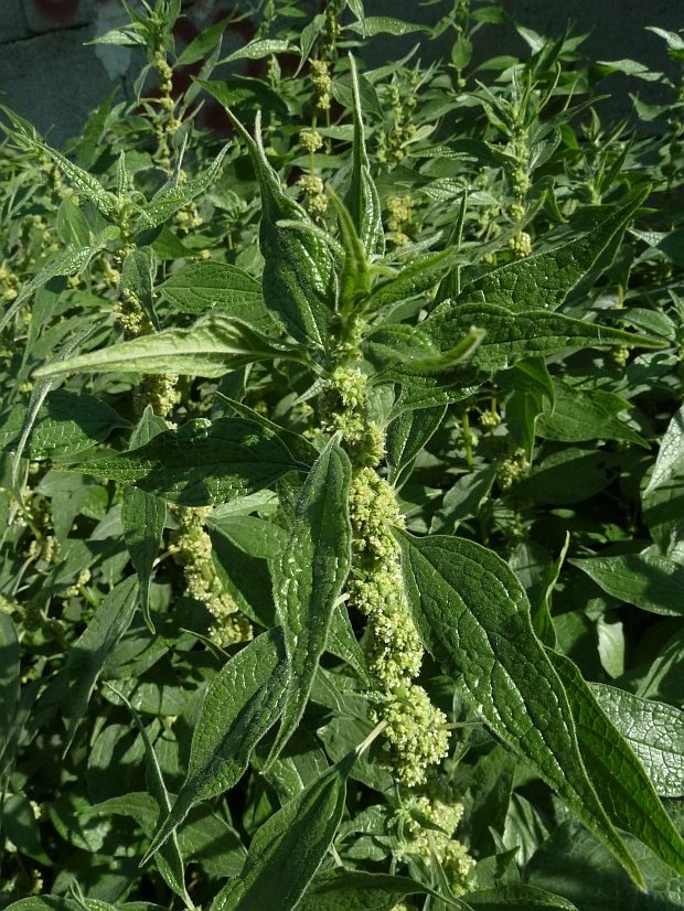 múrovník lekársky Parietaria officinalis L.