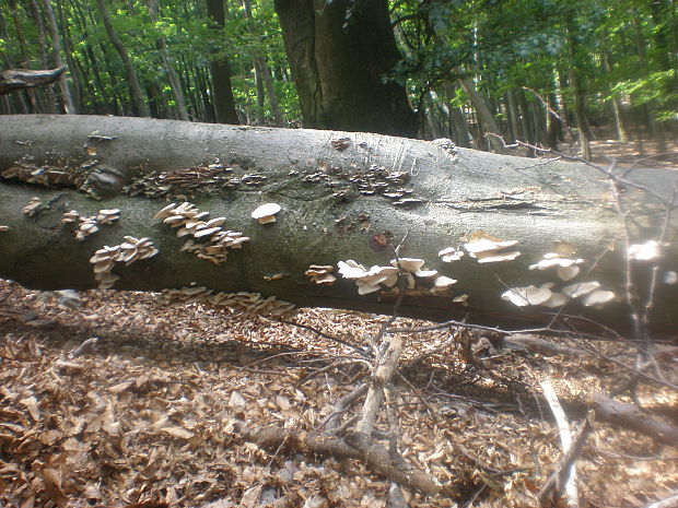 hliva buková Pleurotus pulmonarius (Fr.) Quél.