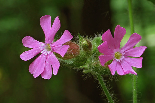 silenka červená Silene dioica (L.) Clairv.