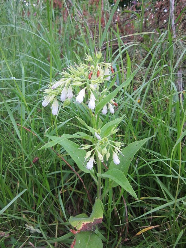 kostihoj lekársky Symphytum officinale L.