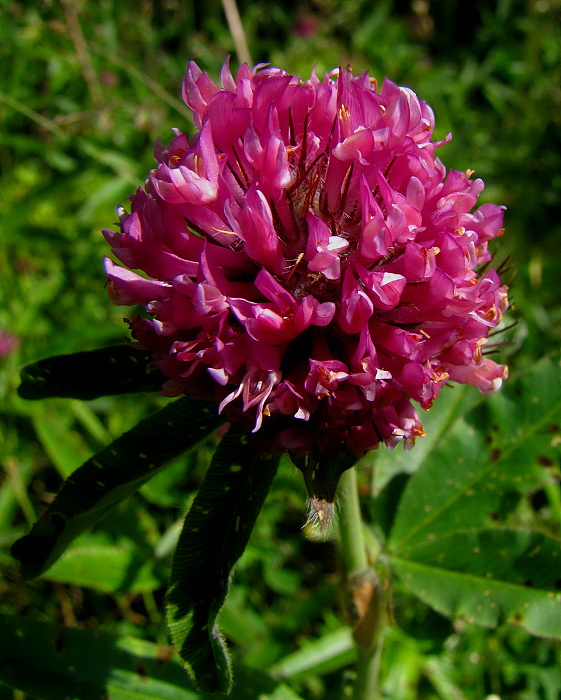 ďatelina Trifolium sp.