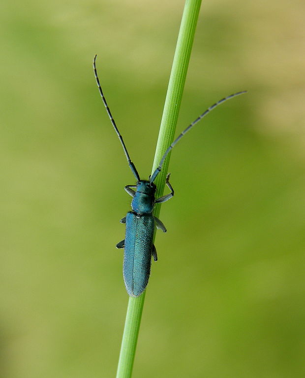 fúzač Agapanthia intermedia