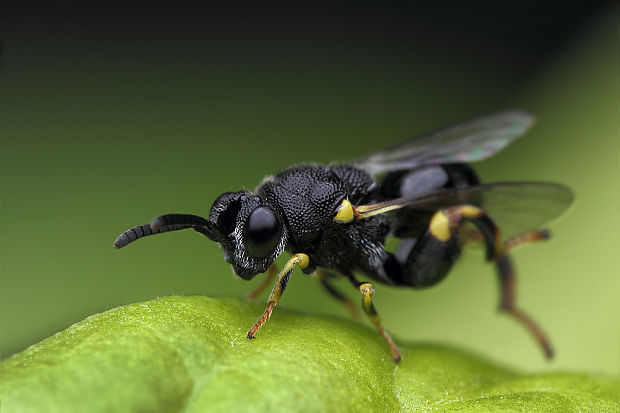 stehnatka Brachymeria sp.