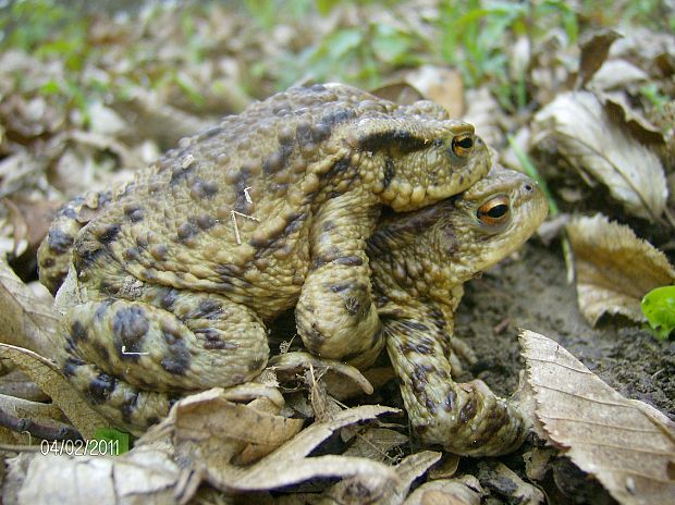 ropucha bradavičnatá Bufo bufo