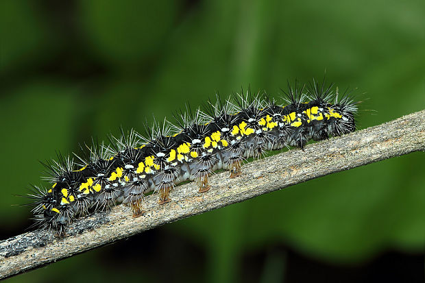 spriadač hluchavkový - húsenica Callimorpha dominula