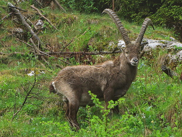 kozorožec horský  Capra ibex