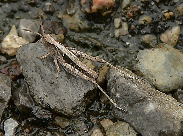 koník - nymfa Chorthippus sp.