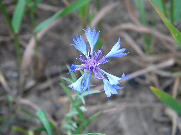 nevädza poľná Cyanus segetum Hill