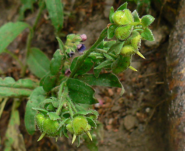 psojazyk lekársky - užanka lékařská Cynoglossum officinale L.