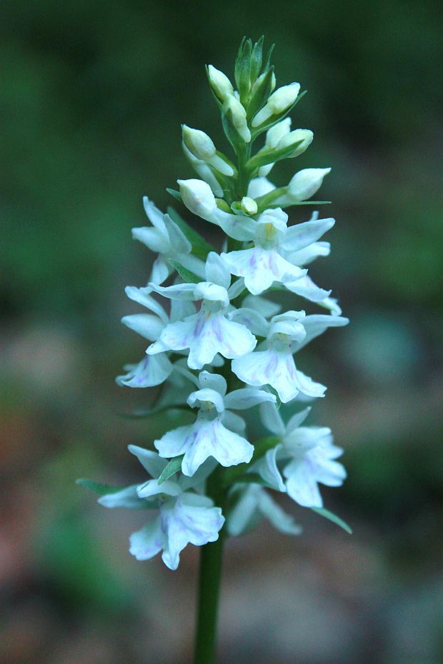 vstavačovec fuchsov soóov Dactylorhiza fuchsii subsp. sooana (Borsos) Borsos