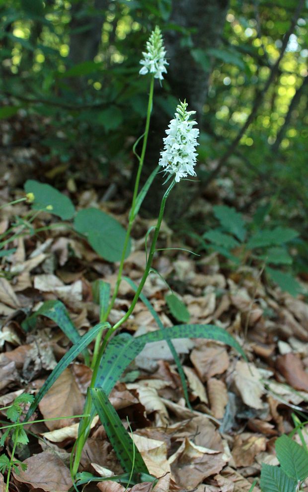 vstavačovec fuchsov soóov Dactylorhiza fuchsii subsp. sooana (Borsos) Borsos