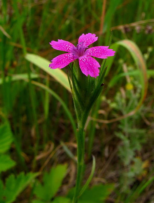 klinček zväzkovitý Dianthus armeria L.