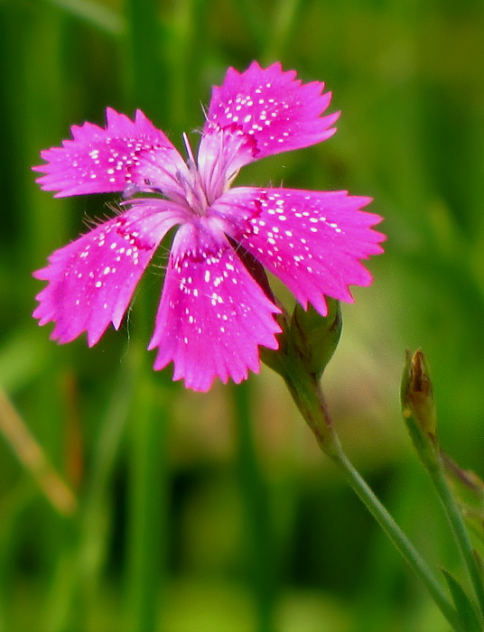 klinček slzičkový Dianthus deltoides L.