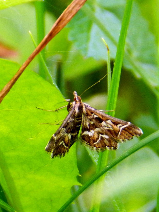 vijačka písmenková  Diasemia reticularis  Linnaeus, 1761